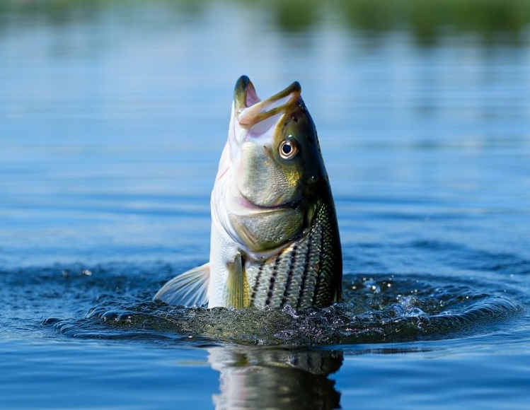 Mejores Ubicaciones de Pesca